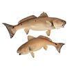 Image 1 : 2 Redfish Taxidermy Mounts