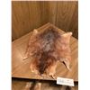 Image 3 : 3 x Small Rodent Pelts