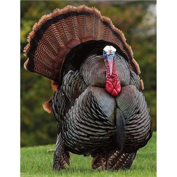 4-Day Illinois Turkey Hunt