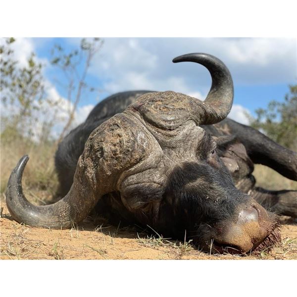 Cape Buffalo!