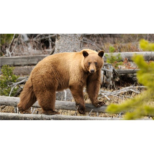 5-Day New Mexico Bear Hunt