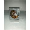 Image 2 : AMMONITE DECOR APPROX 2X2"- RETAIL $1298.51