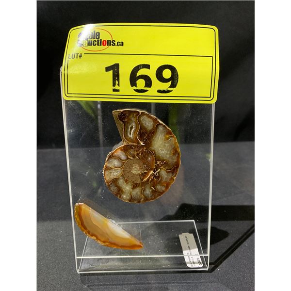 NEW AMMONITE FOSSILS SPECIMEN DISPLAY RETAIL $889.51 APPROX 6X4"