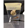 Image 3 : NEW AMMONITE FOSSILS SPECIMEN DISPLAY RETAIL $889.51 APPROX 6X4"