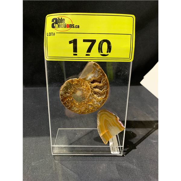 NEW AMMONITE FOSSILS SPECIMEN DISPLAY RETAIL $889.51 APPROX 6X4"