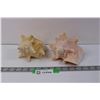 Image 1 : (2) Conch Shells