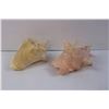 Image 2 : (2) Conch Shells