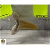 Image 1 : GENUINE SHARK TOOTH COLLECTIBLE