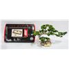 BONSAI TREE ARTIFICIAL SOLD WITH ZEN GARDEN KIT