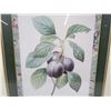 Image 5 : (2) Pictures of Plums & Peaches (18" x 22")