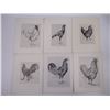 Image 2 : (13) Lithographs of Various Hen Breeds