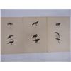 Image 2 : (12) Lithographs of Various Birds