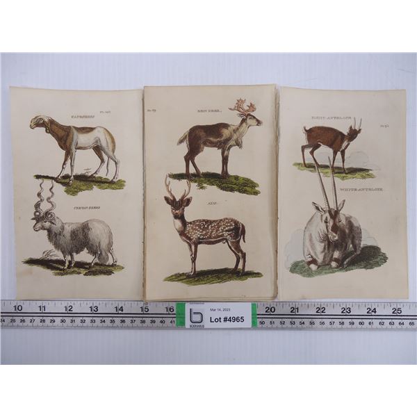 (12) Lithographs of Various Goats