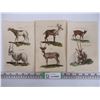 Image 1 : (12) Lithographs of Various Goats