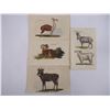 Image 3 : (12) Lithographs of Various Goats