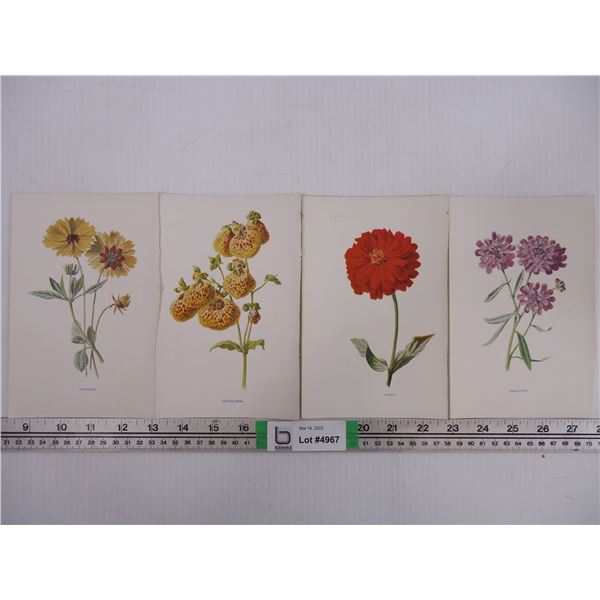 (15) Lithographs of Various Flowers