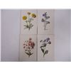 Image 2 : (15) Lithographs of Various Flowers