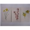 Image 4 : (15) Lithographs of Various Flowers