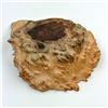 Image 7 : AUSTRALIAN RED MORREL WOOD BURL BOWL - SIGNED