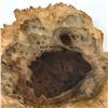 Image 8 : AUSTRALIAN RED MORREL WOOD BURL BOWL - SIGNED