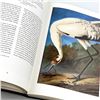 Image 5 : JOHN JAMES AUDUBON WATERCOLORS AMERICAN BIRDS