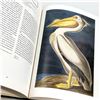 Image 8 : JOHN JAMES AUDUBON WATERCOLORS AMERICAN BIRDS