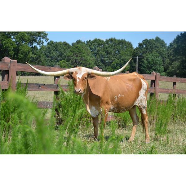 SCRATCH - Safari Lady 3/8