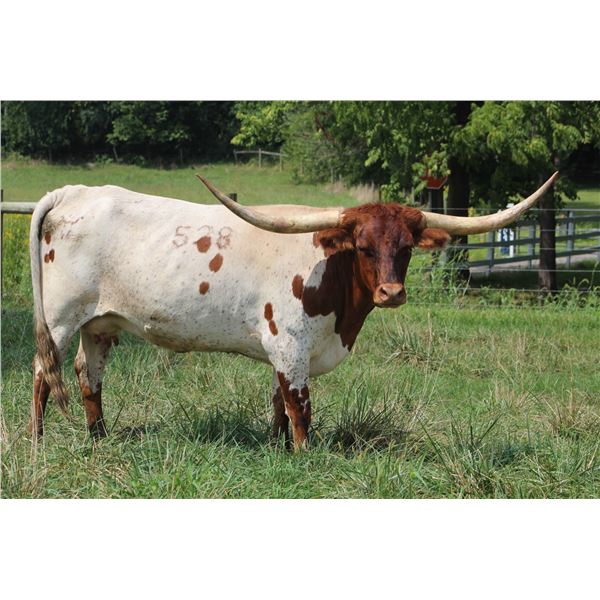 SCRATCH: TT Lucky Lady