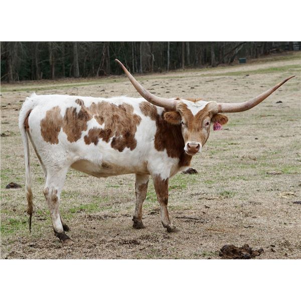 SCRATCH - LTL FLICKA BEE 839