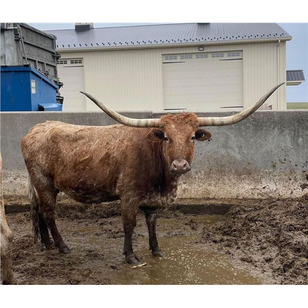 BCR STRAWBERRY TWIST