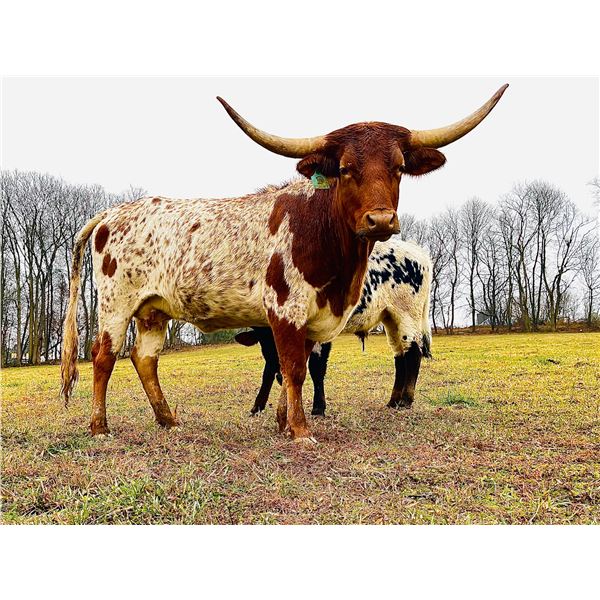 DSW Not Gunna Fool Me