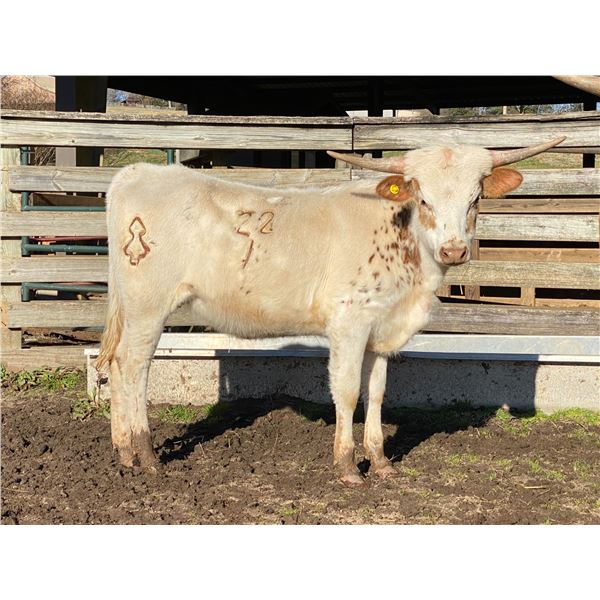 WPR Pretty Patty 22/1