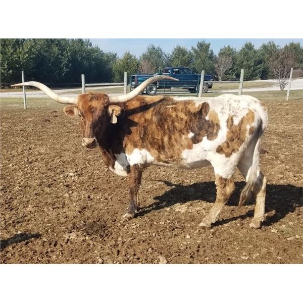 SCRATCH: Highlight's Ruby