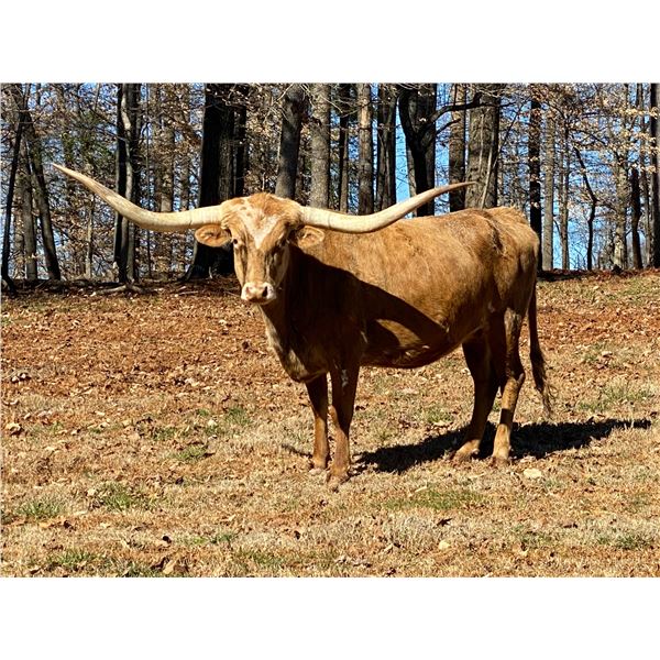 SCRATCH - WPR Rainbow