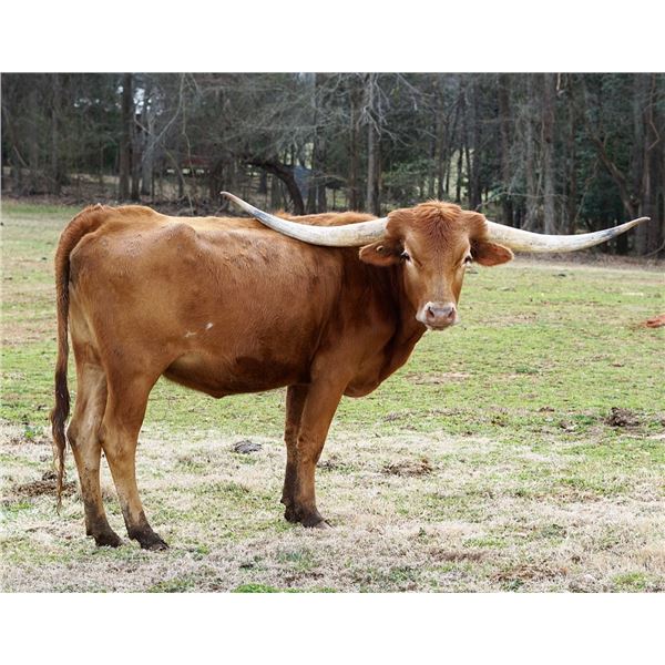 SCRATCH - LTL NUTMEG 650