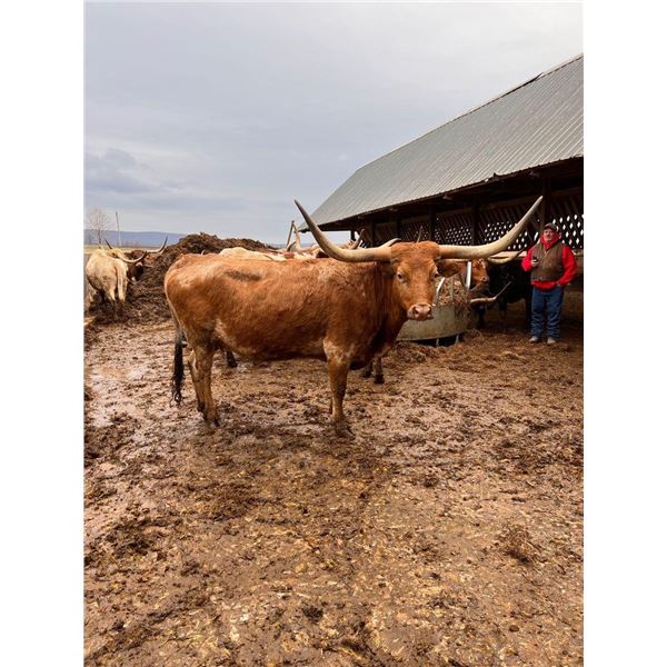 NEL-TAM BLAZIN' DREAM