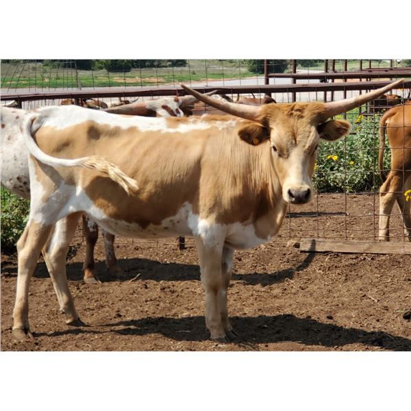 Tucumcari Cowgirl CPL