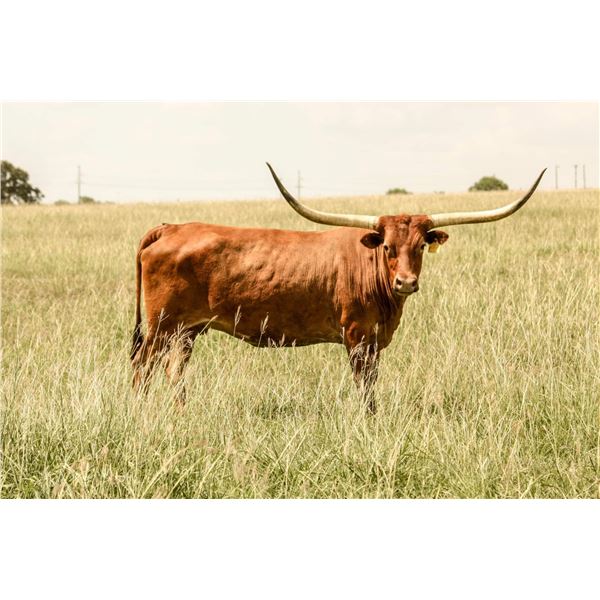 SCRATCH: JTW SHARON KAY 52