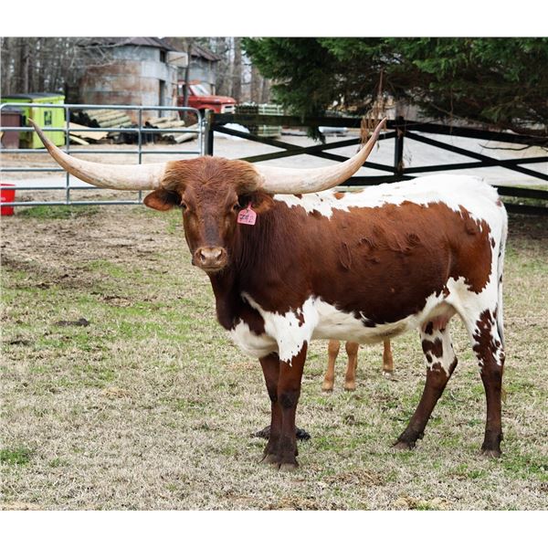 SCRATCH - LTL TUFF'S AURORA 742