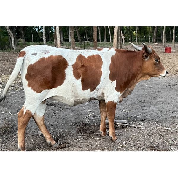 M7 Rowdy’s Justice