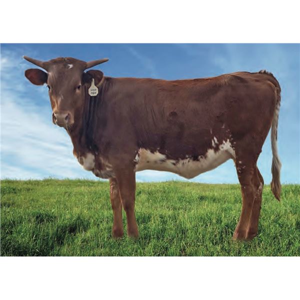 DH Good Golly Miss Mollie