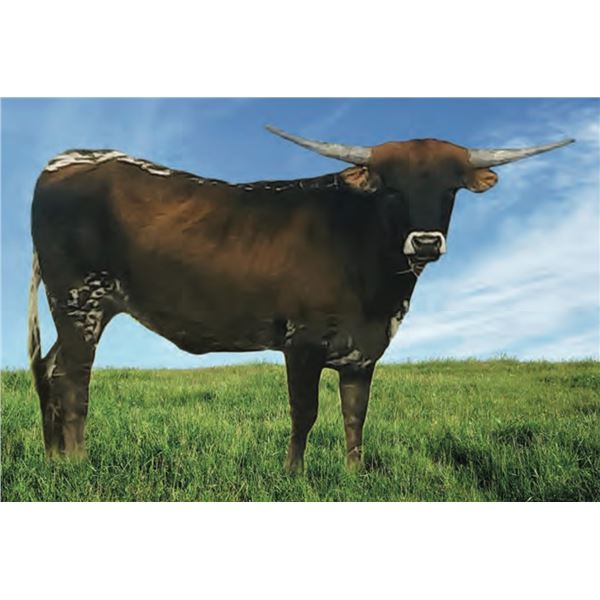 Whiskey and Rowdy HCL