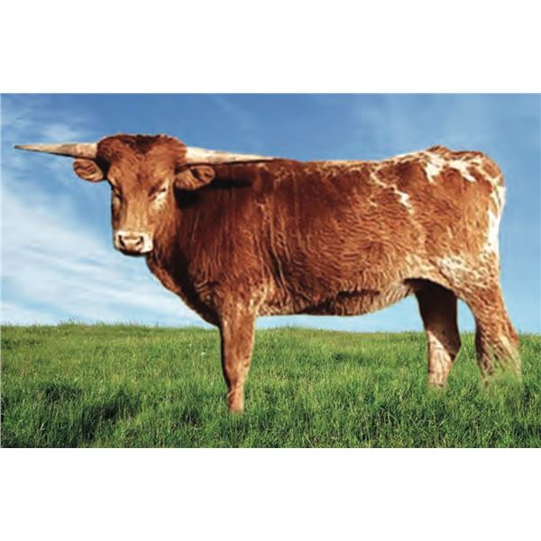 Whiskey and Rings HCL