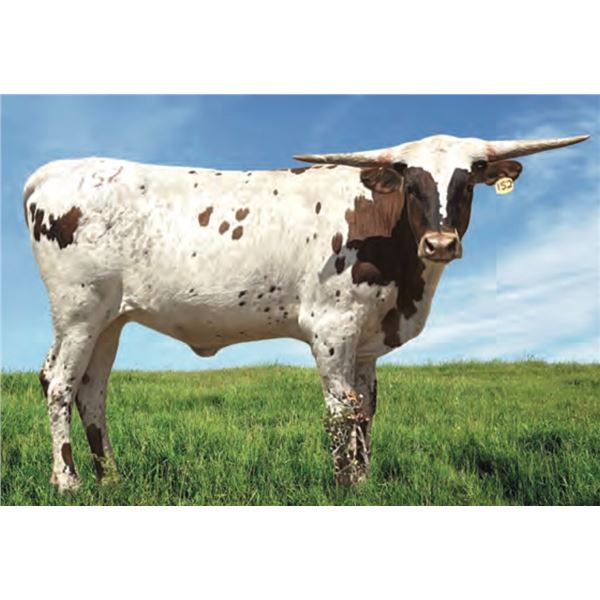 SCRATCH: KDK WILD BAMBI