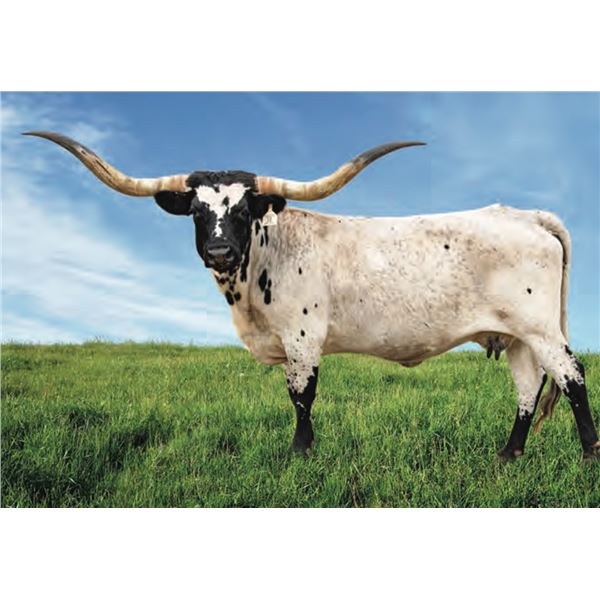 A&S Foxy Fifty-Fifty