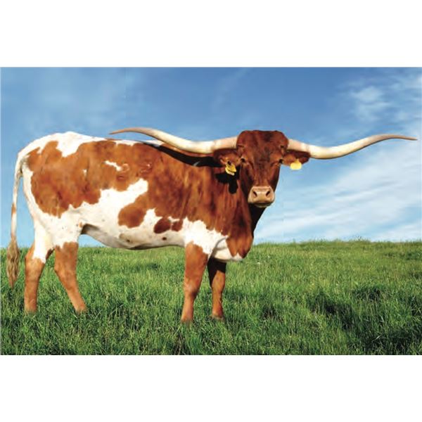 SCRATCH: 5D LINCOLN'S MOORE