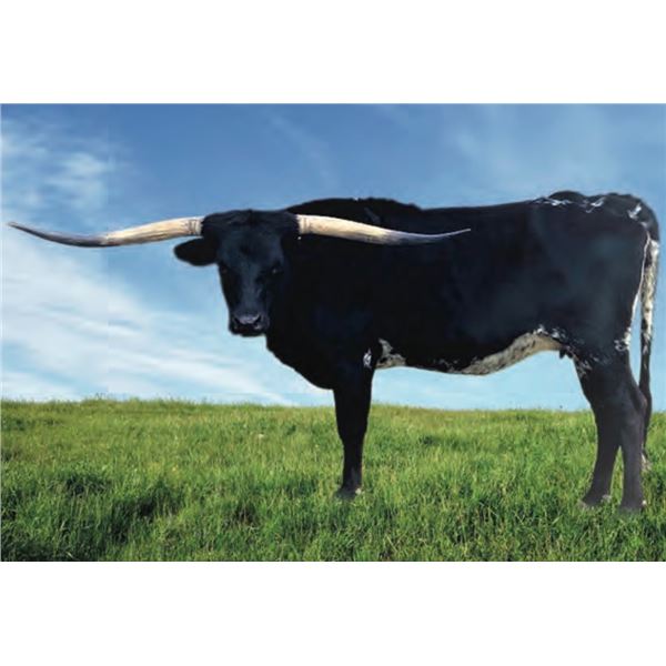 LF Midnight Fancy Desire