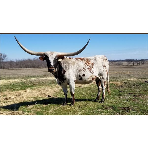 SUB LOT - HR Rebel Remembrance