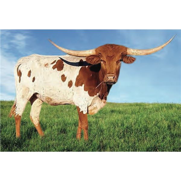 Bushwacker's Josey HCL