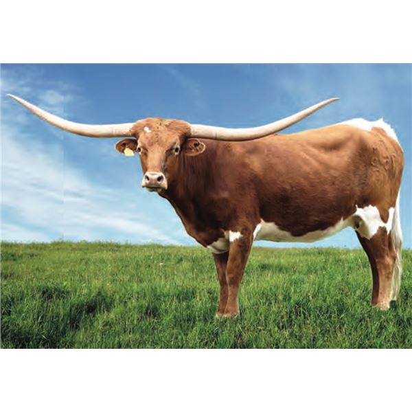 SCRATCH: Pacific Tippet